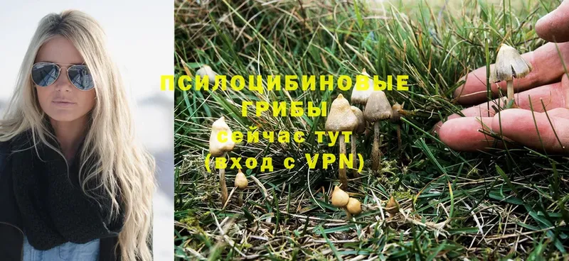 наркота  Глазов  Галлюциногенные грибы Psilocybine cubensis 